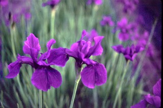 A special thank you to Paul Sansone, "Here and Now Garden" for the use of the Iris picture, our Society emblem.