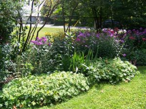 Victoria school garden 2014 026