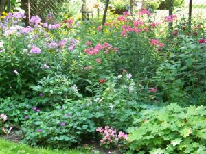 Victoria school garden 2014 027