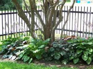 Victoria school garden 2014 031