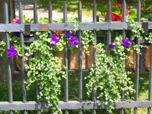 Victoria school garden 2014 033