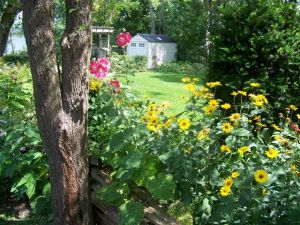 Victoria school garden 2014 037