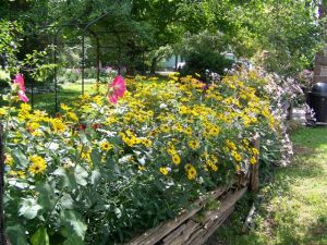 Victoria school garden 2014 038