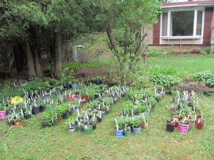 plant_sale_may_2015_photo6