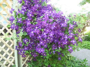 museum_garden_july_2015_001